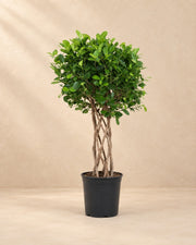 Ficus Moclame (Ficus microcarpa 'Moclame') van 120 cm hoog in kweekpot van 27 cm