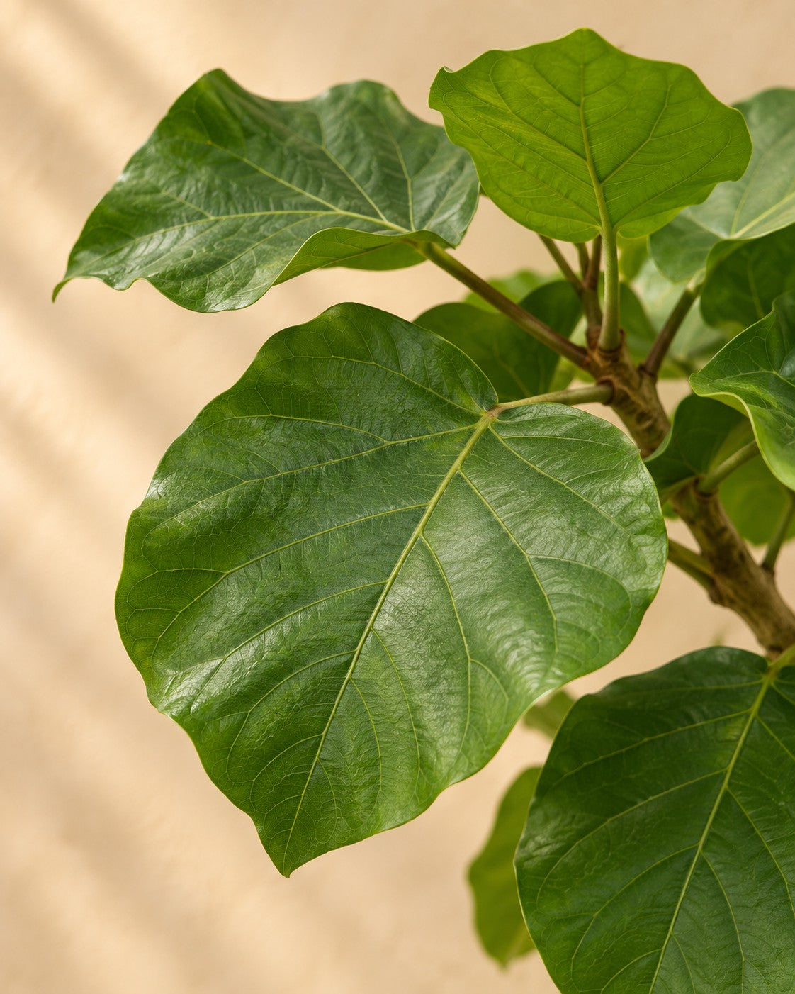 Close-up van het blad van de Ficus umbellata op stam