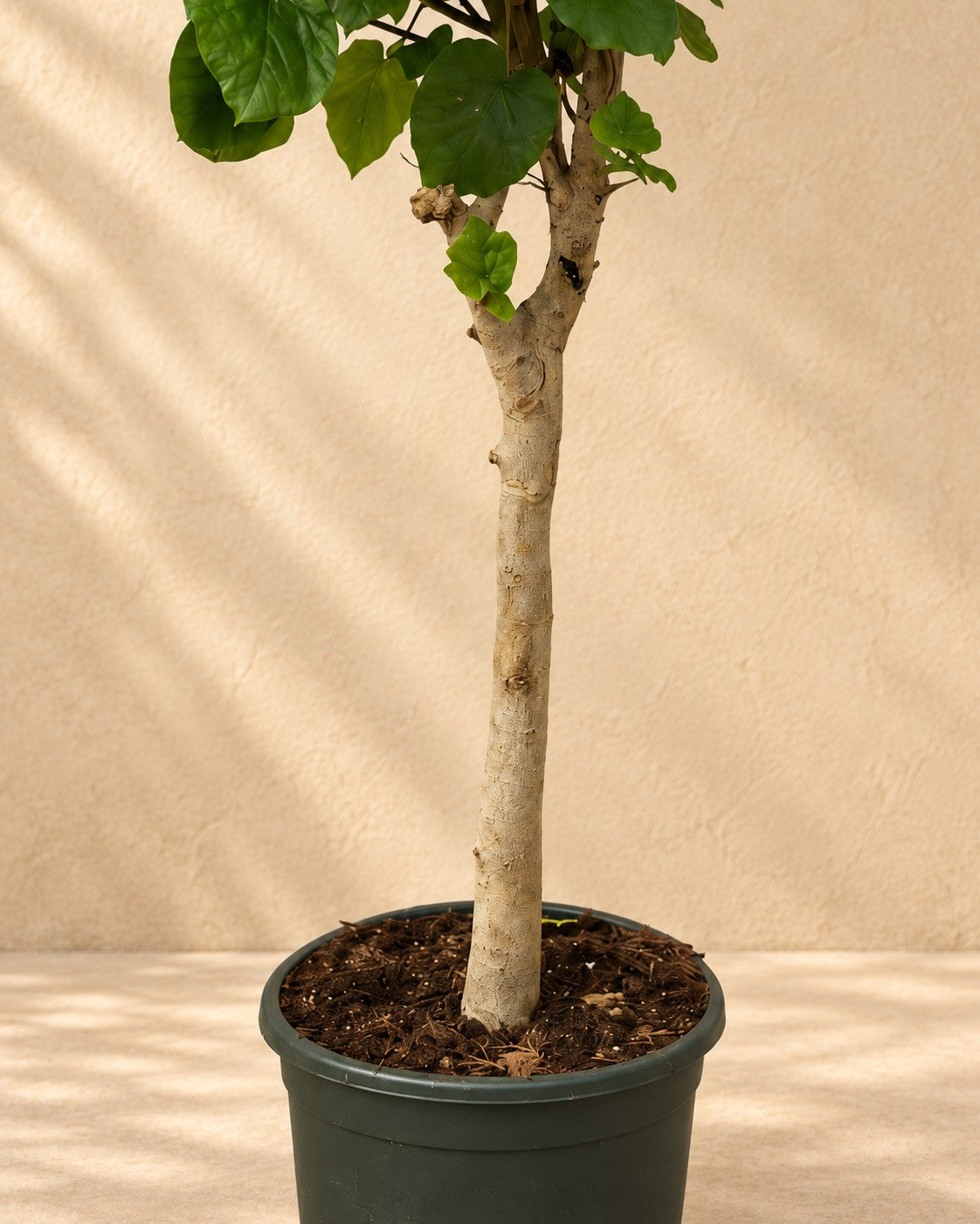 Parte bassa di Ficus umbellata a stelo con il vaso di coltivazione