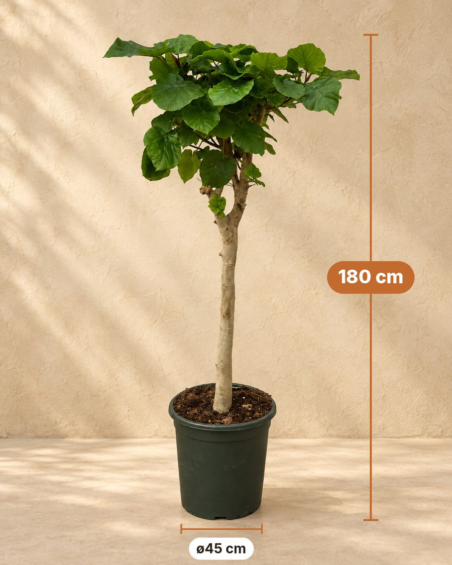 Ficus umbellata a stelo 180 cm di altezza, vaso ø45 cm