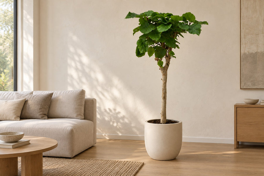 Ficus umbellata a stelo 180 cm di altezza, vaso ø45 cm
