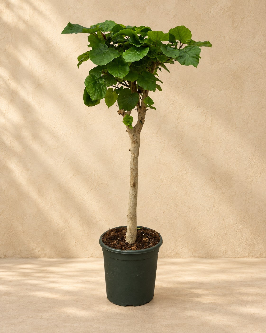 Ficus umbellata op stam van 180 cm hoog in kweekpot van 45 cm