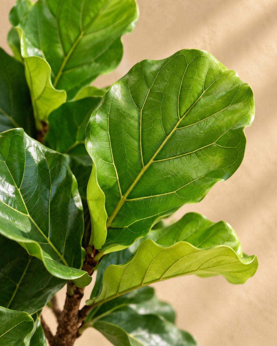 Ficus lyrata (ficus ficus) 160 cm høj, potte ø27 cm