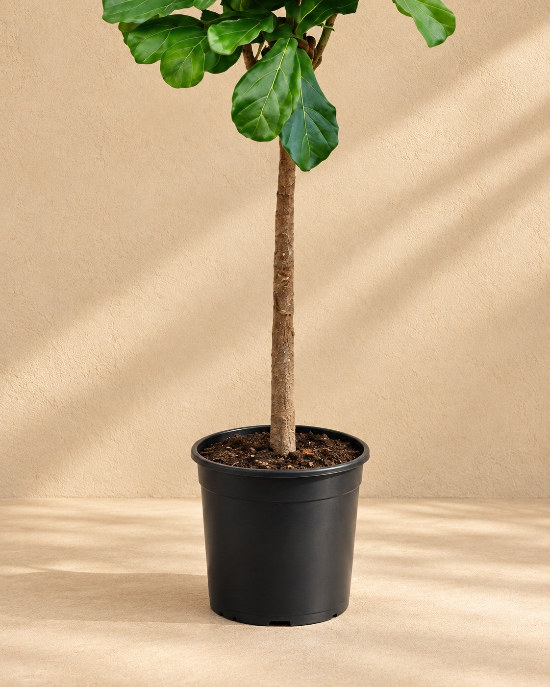 Nederste del af Ficus lyrata med dyrkningspotten