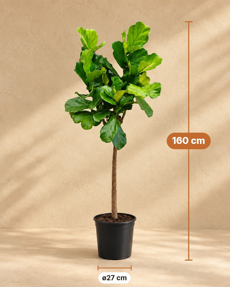 Ficus lyrata (ficus ficus) 160 cm høj, potte ø27 cm