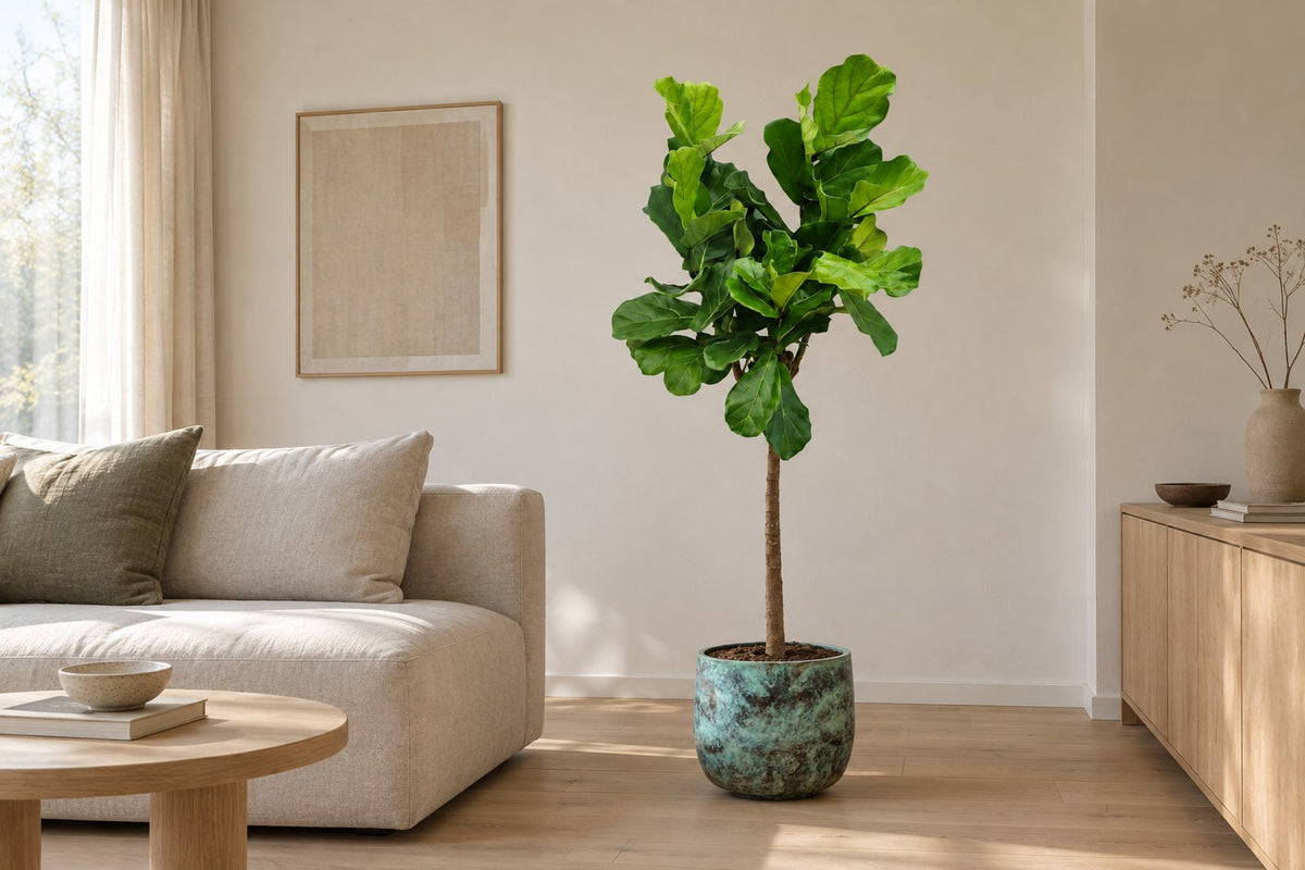 Ficus lyrata, 160 cm, i potteskjuler Elisa Mystic Green i en lys stue