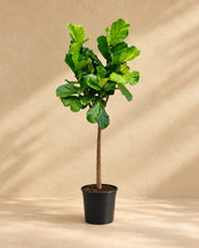 Ficus lyrata, 160 cm høj i en 27 cm dyrkningspotte