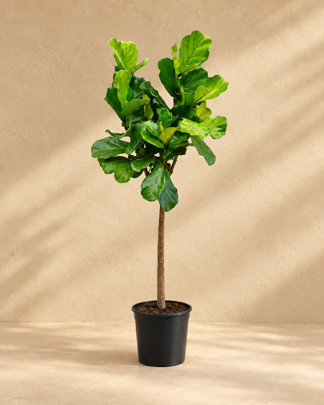 Ficus lyrata, 160 cm høj i en 27 cm dyrkningspotte