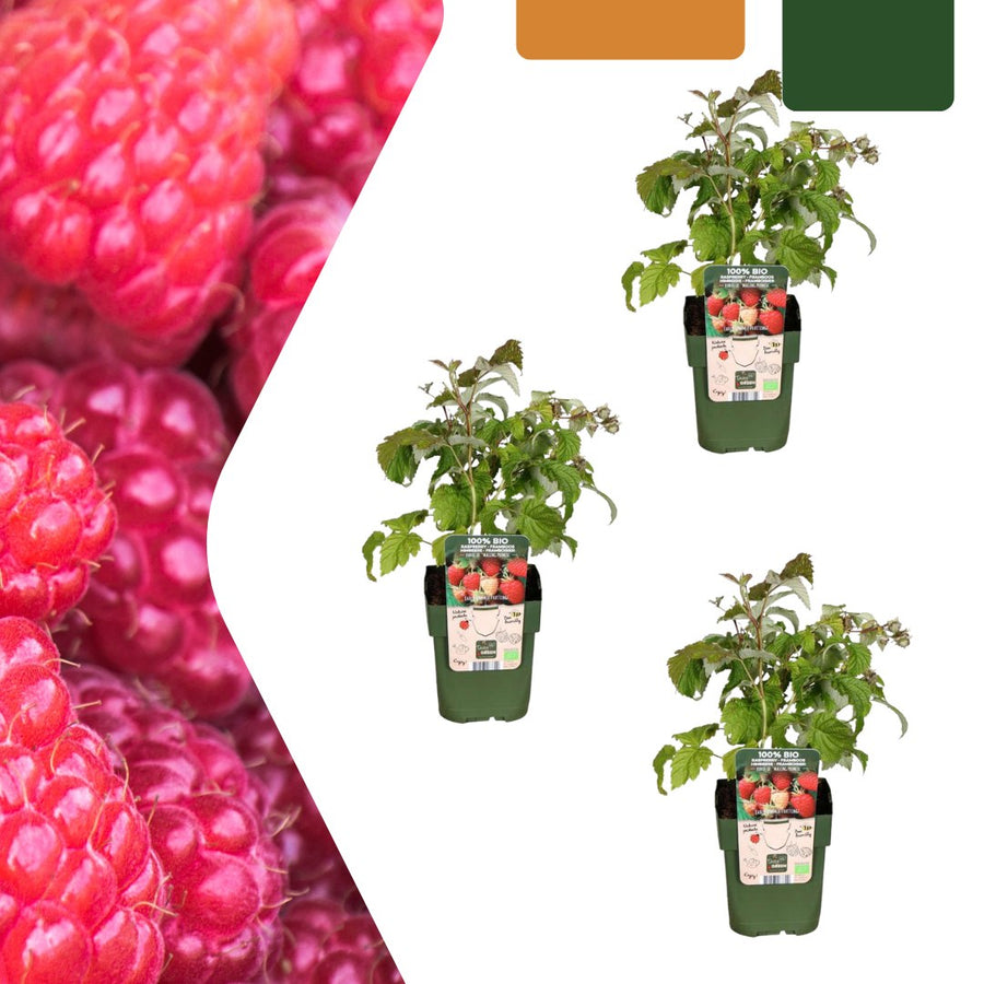Organic raspberry plant (Rubus idaeus)