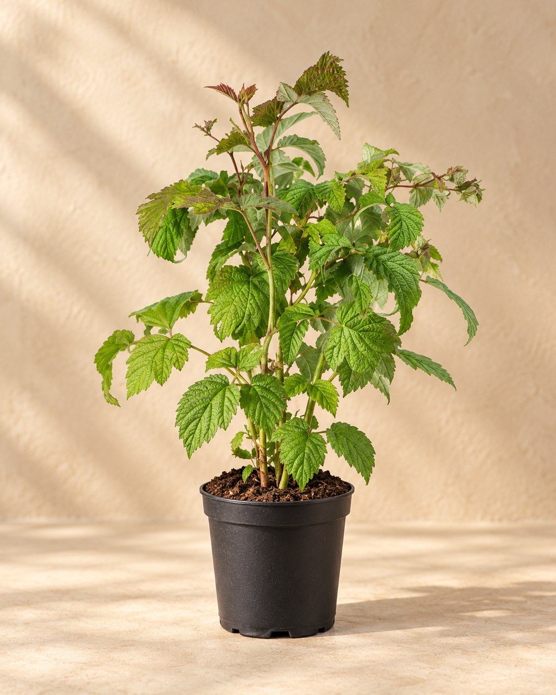 Frambozenplant biologisch in kweekpot