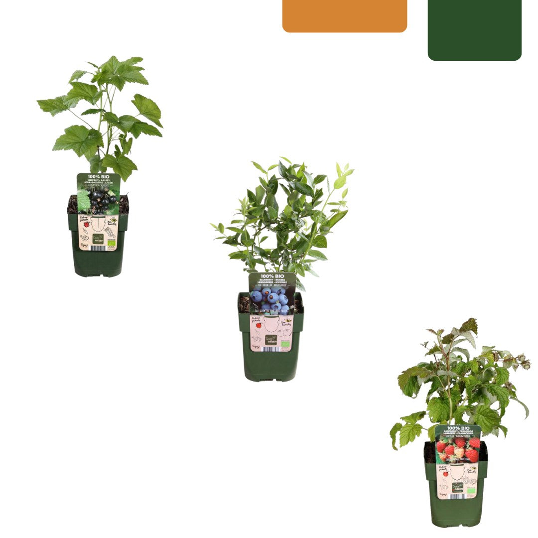 Fruitplanten set Vruchten feestje (3 biologische fruitplanten)