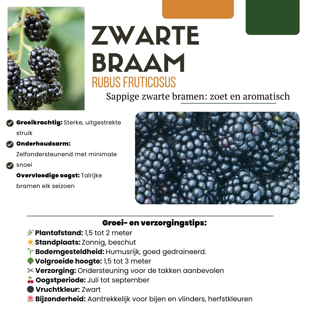 Fruitplanten set Vruchten feestje (3 biologische fruitplanten)
