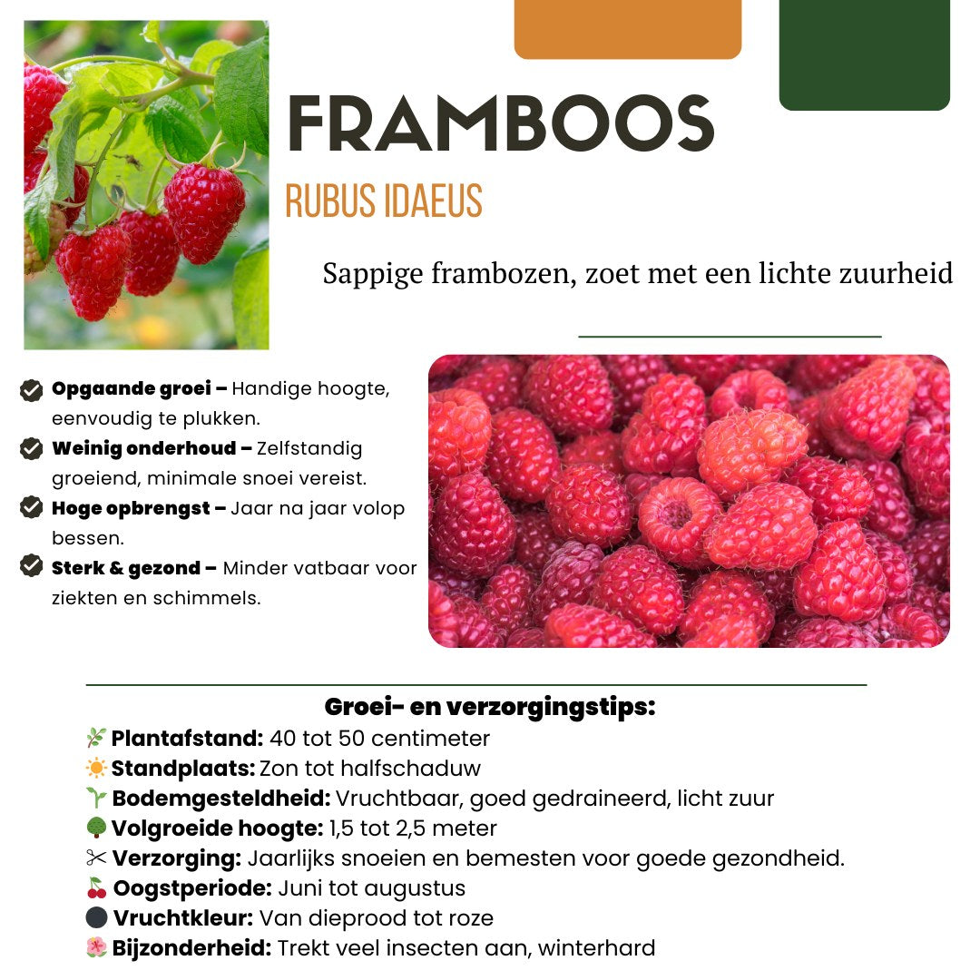 Fruktväxtset Fruktfest