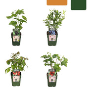 Fruit plant set Vruchtenparadijs
