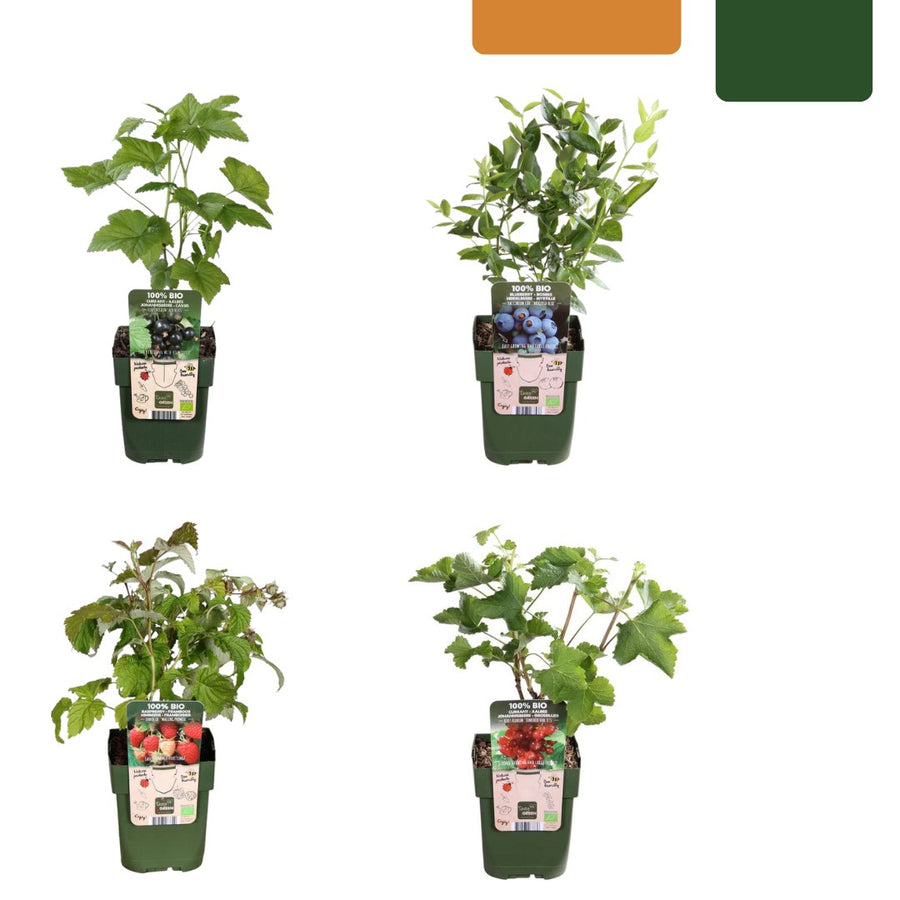 Fruit plant set Vruchtenparadijs (4 organic fruit plants)