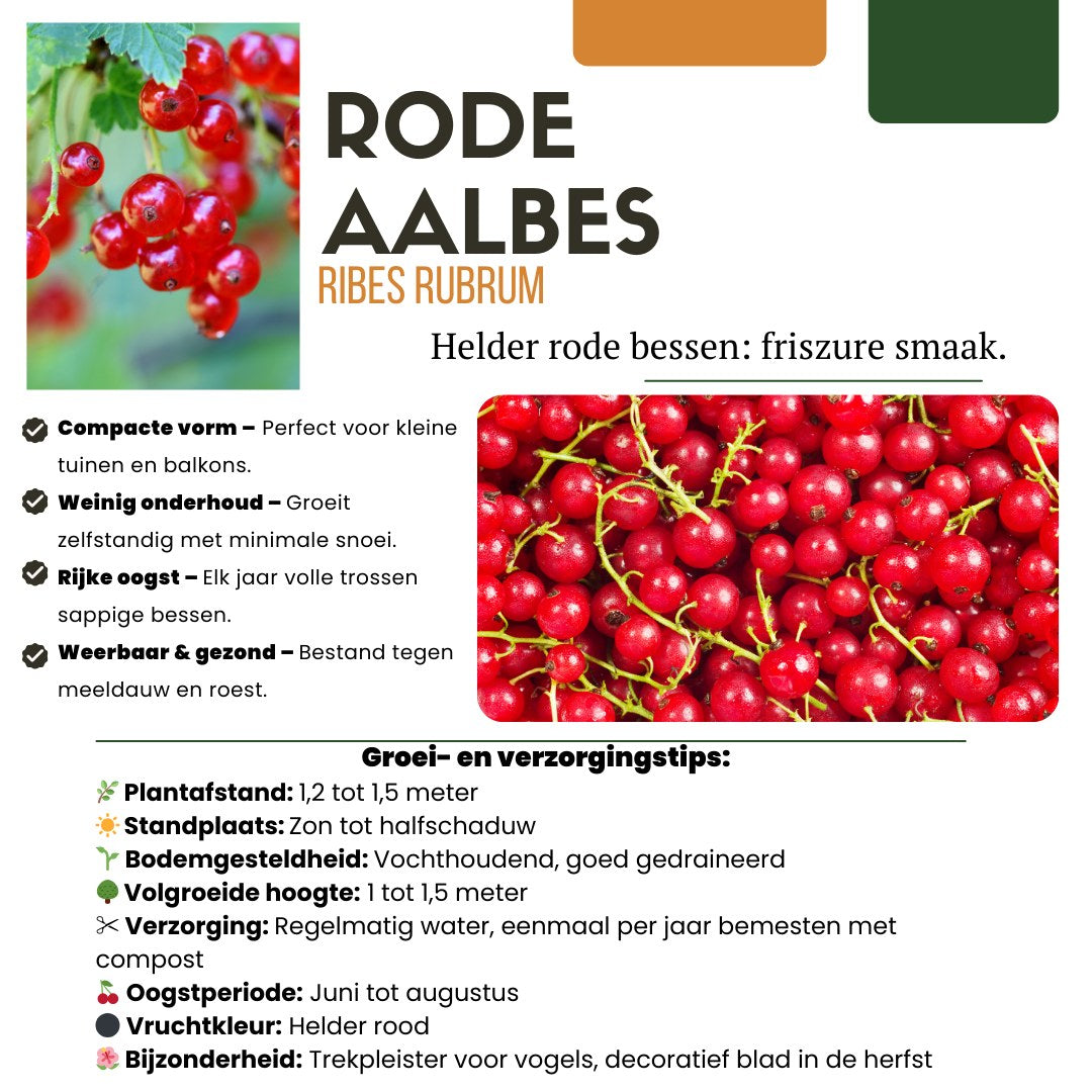 Fruitplanten set Vruchtenparadijs (4 biologische fruitplanten)