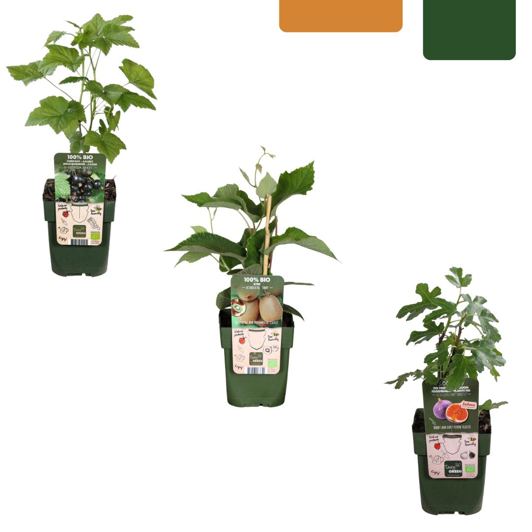 Fruitplanten set Zoete oogst trio (3 biologische fruitplanten)