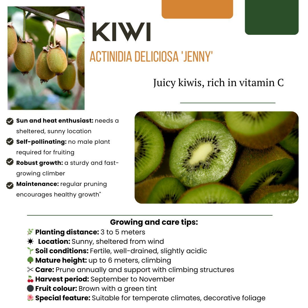 Fruitplanten set Zoete oogst trio (3 biologische fruitplanten)