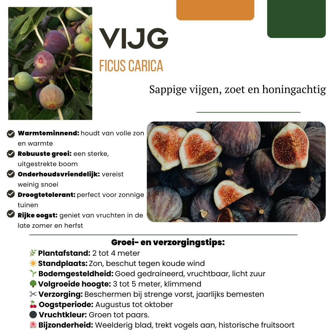 Fruitplanten set Zoete oogst trio (3 biologische fruitplanten)
