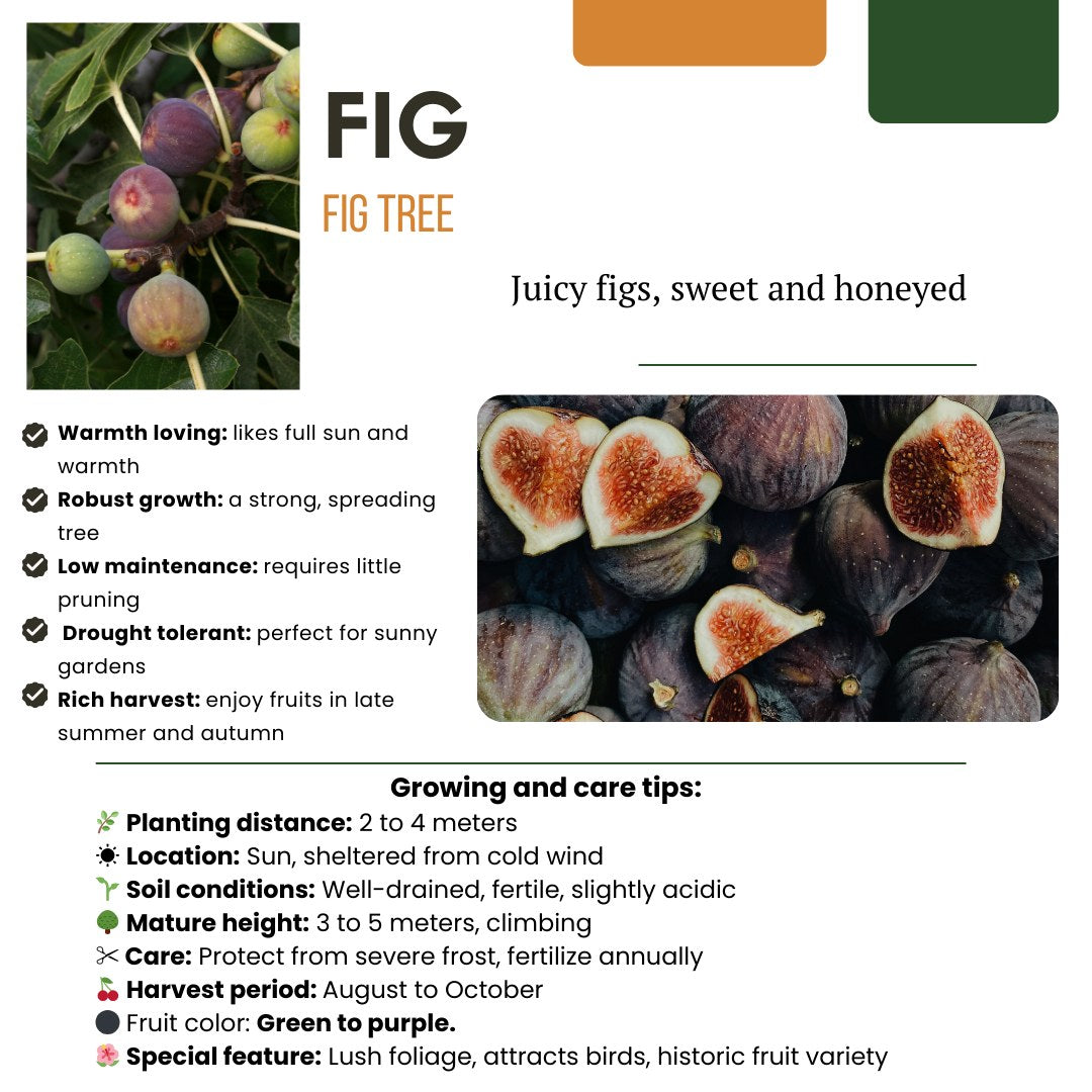 Fruitplanten set Zoete oogst trio (3 biologische fruitplanten)
