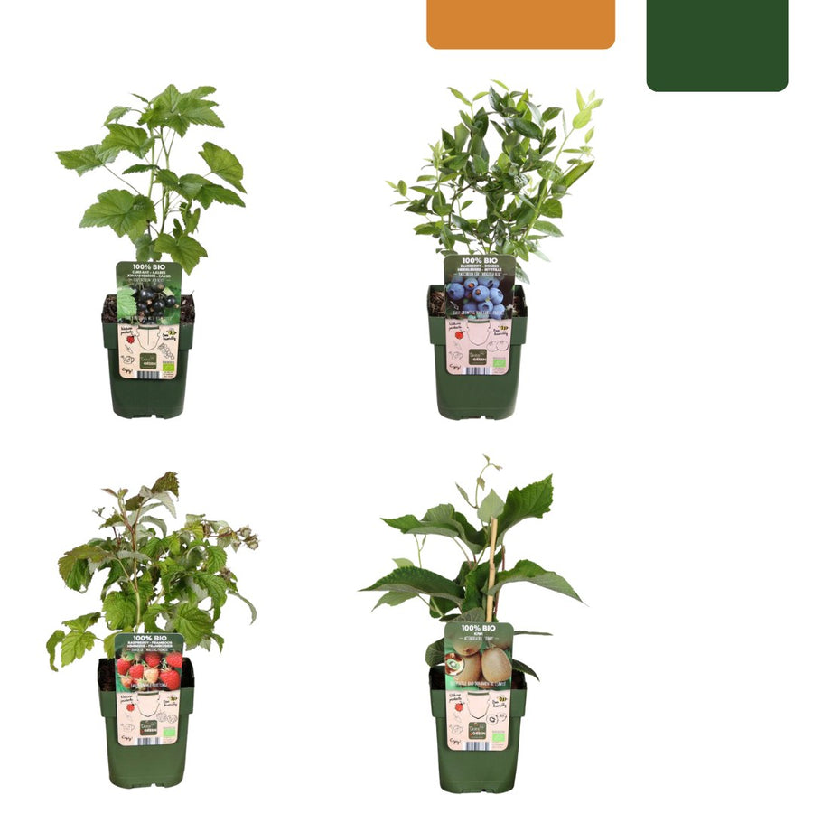 Fruitplanten set Zomervruchten (4 biologische fruitplanten)