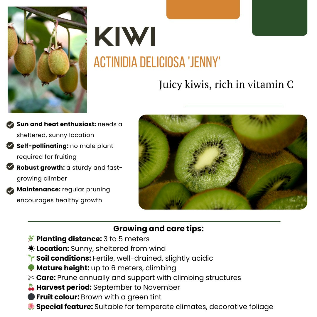 Fruitplanten set Zomervruchten (4 biologische fruitplanten)