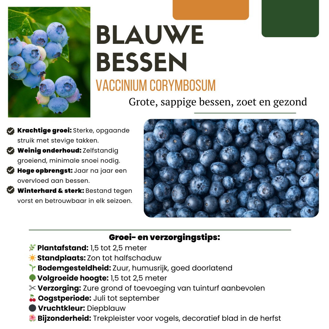 Fruitplanten set Zomervruchten (4 biologische fruitplanten)
