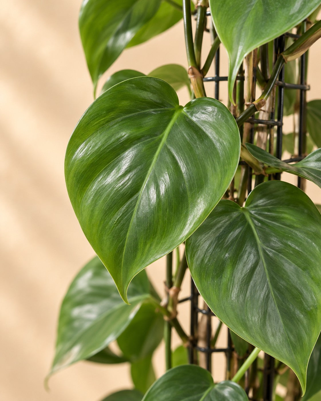 Close-up van het blad van de Gatenplant aan gaasrek (Philodendron hederaceum)