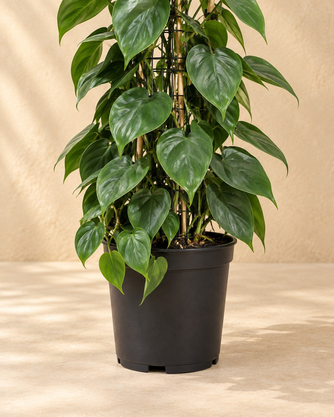Onderste deel van de Gatenplant aan gaasrek (Philodendron hederaceum) met de kweekpot