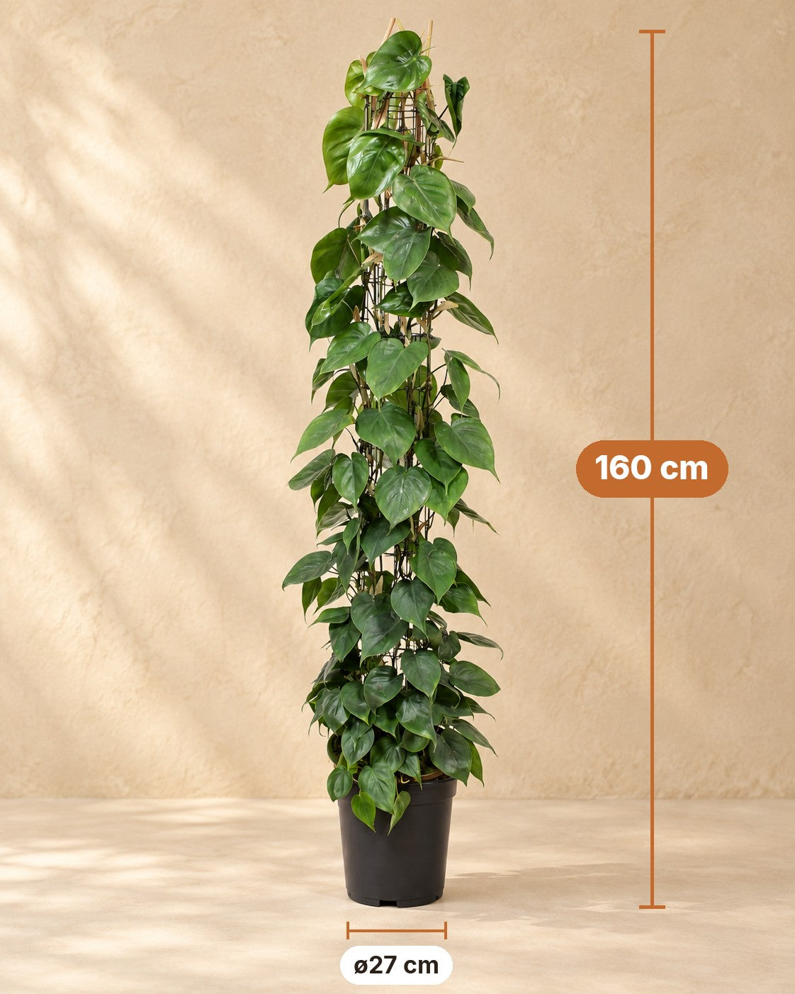 Afmetingen Gatenplant aan gaasrek: 160 cm hoog, pot ø27 cm