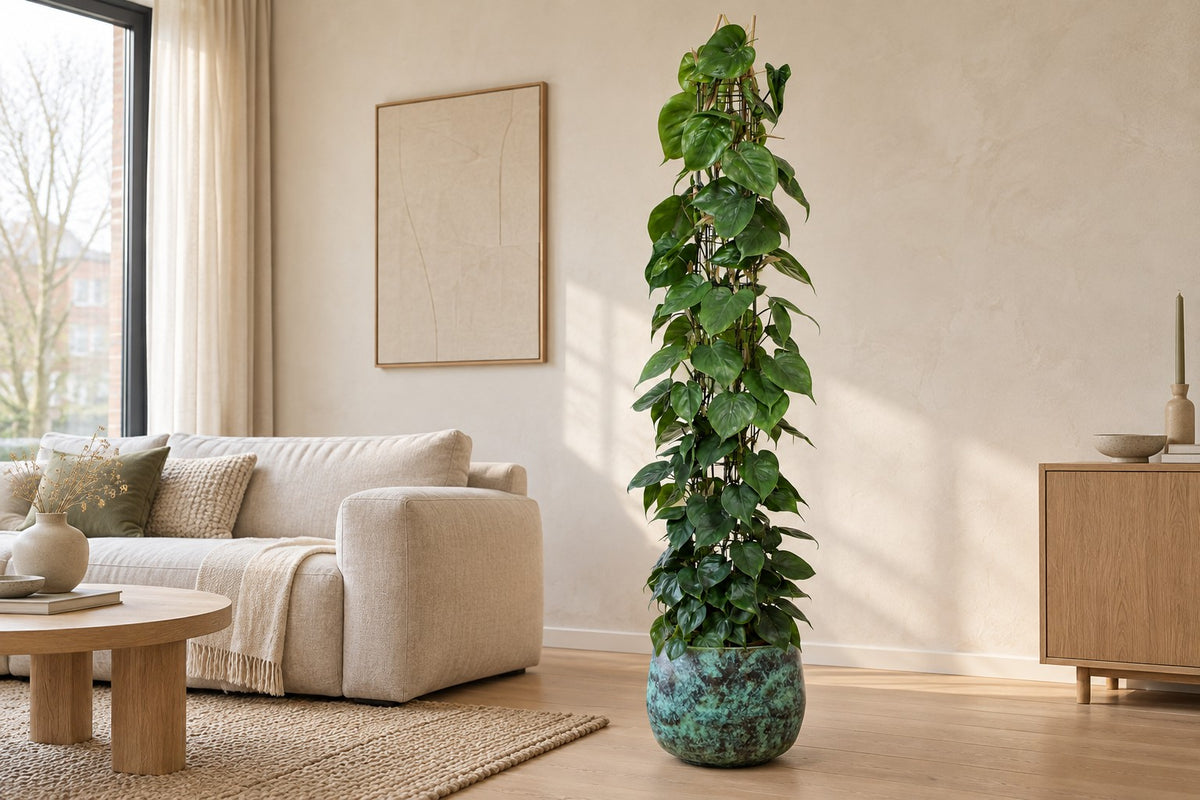 Gatenplant aan gaasrek van 160 cm in sierpot Elisa Mystic Green in een lichte woonkamer