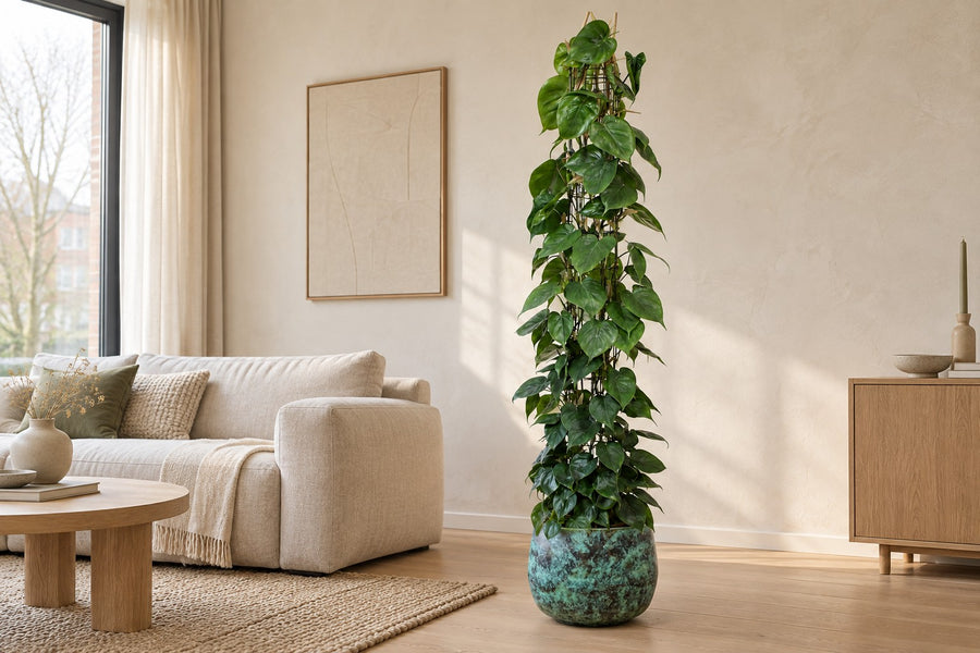 Philodendron scandens (klimmende philodendron) aan gaasrek 160 cm hoog, pot ø27 cm