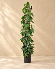Gatenplant aan gaasrek (Philodendron hederaceum) van 160 cm hoog in kweekpot van 27 cm