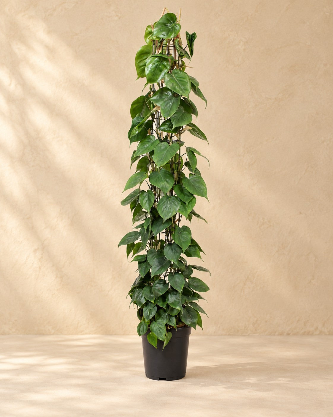 Gatenplant aan gaasrek (Philodendron hederaceum) van 160 cm hoog in kweekpot van 27 cm