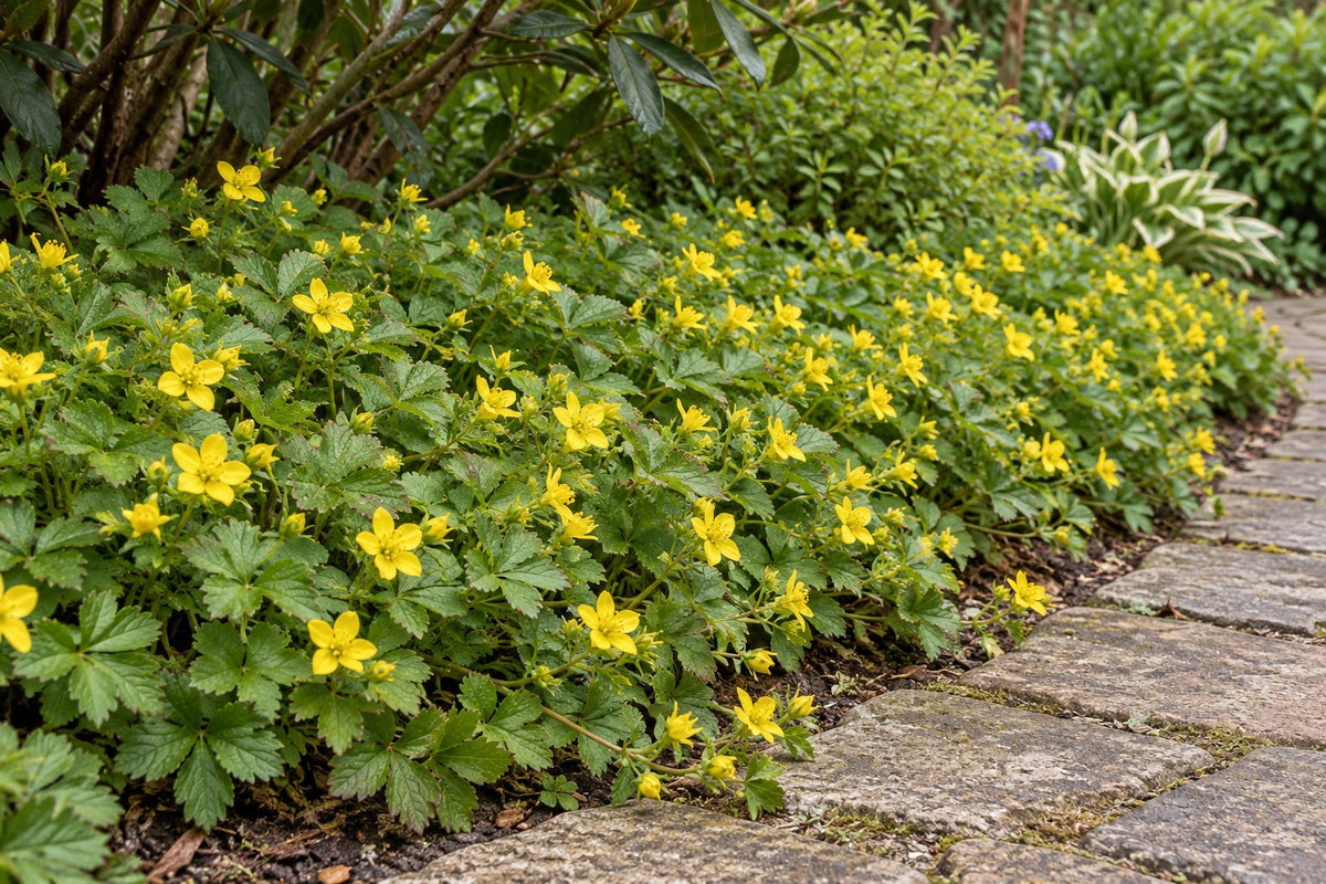 Golderdbeere im Garten gepflanzt