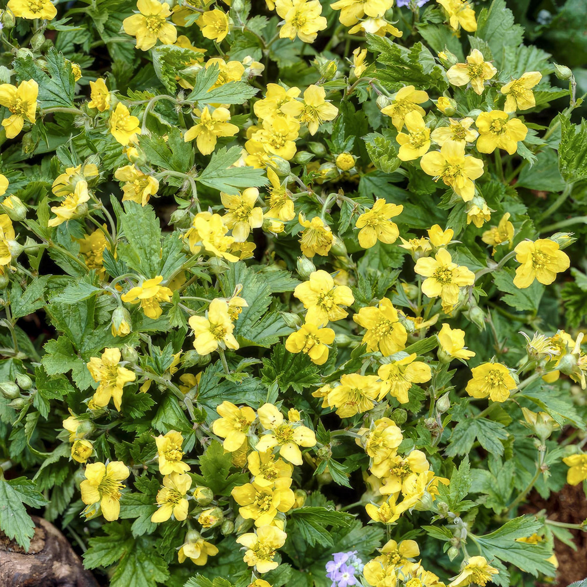 Golderdbeere im Garten