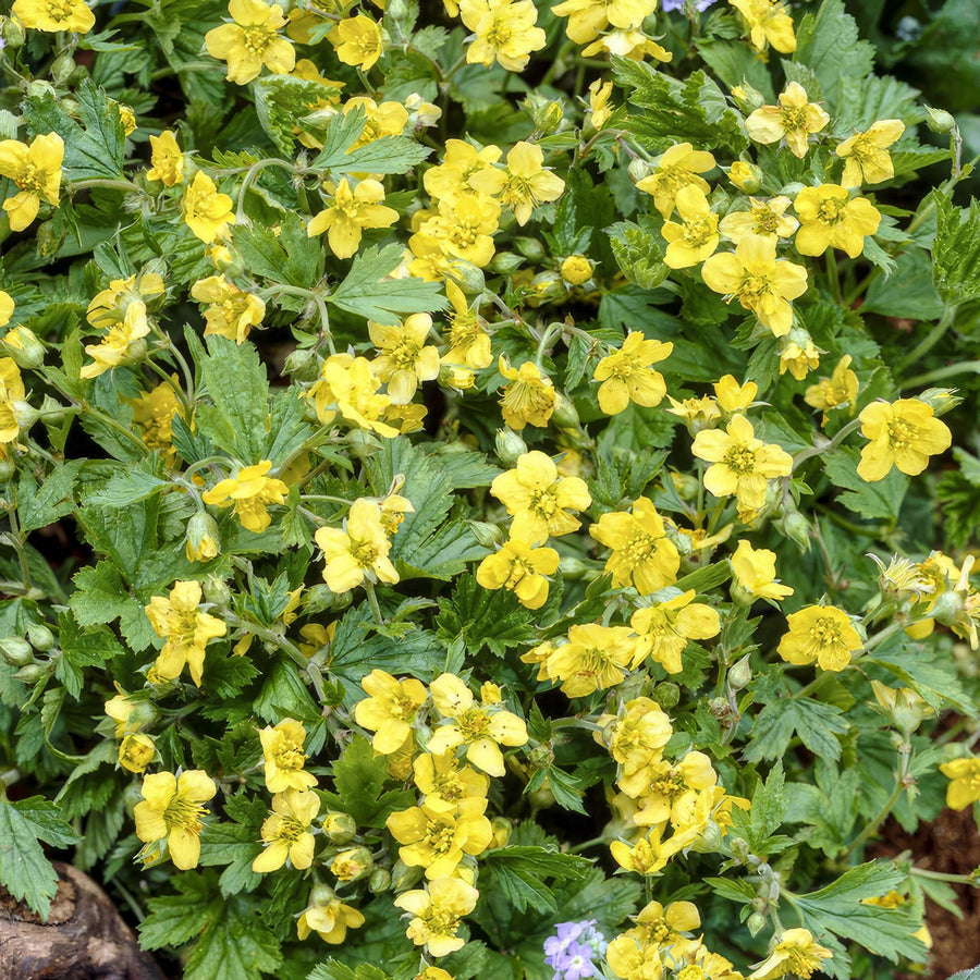 Golderdbeere (Waldsteinia ternata)