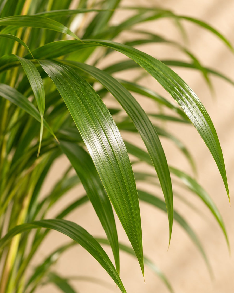 Palma areka (Dypsis lutescens) 120 cm wysokości, doniczka ø24 cm