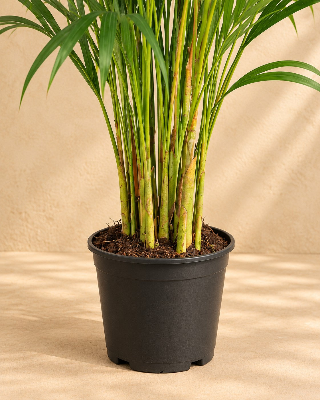Dolna część Palma areka (Dypsis lutescens) z doniczką uprawową