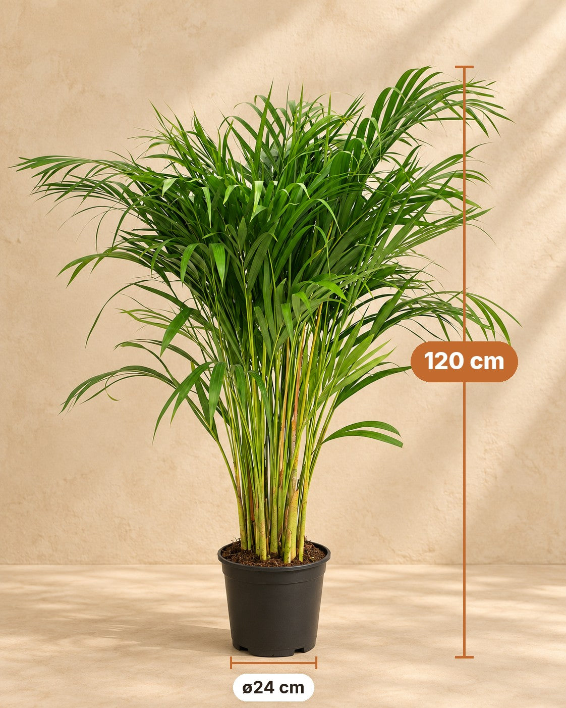Wymiary Palma areka: wysokość 120 cm, doniczka ø24 cm