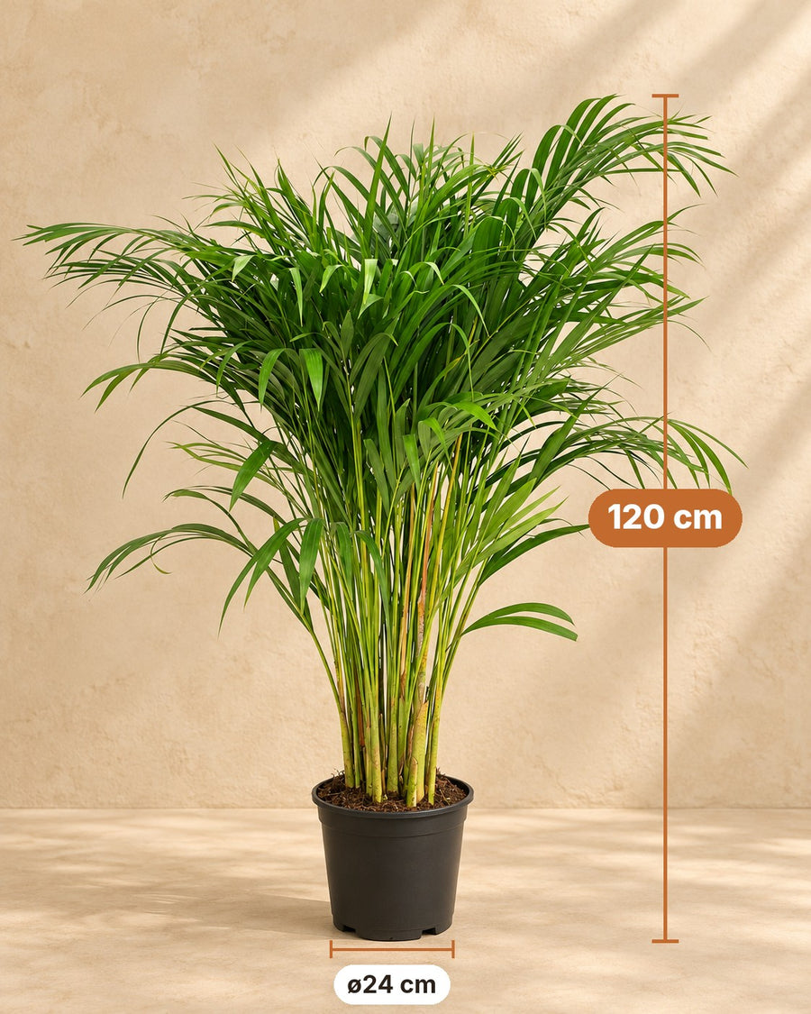 Palma areka (Dypsis lutescens) 120 cm wysokości, doniczka ø24 cm