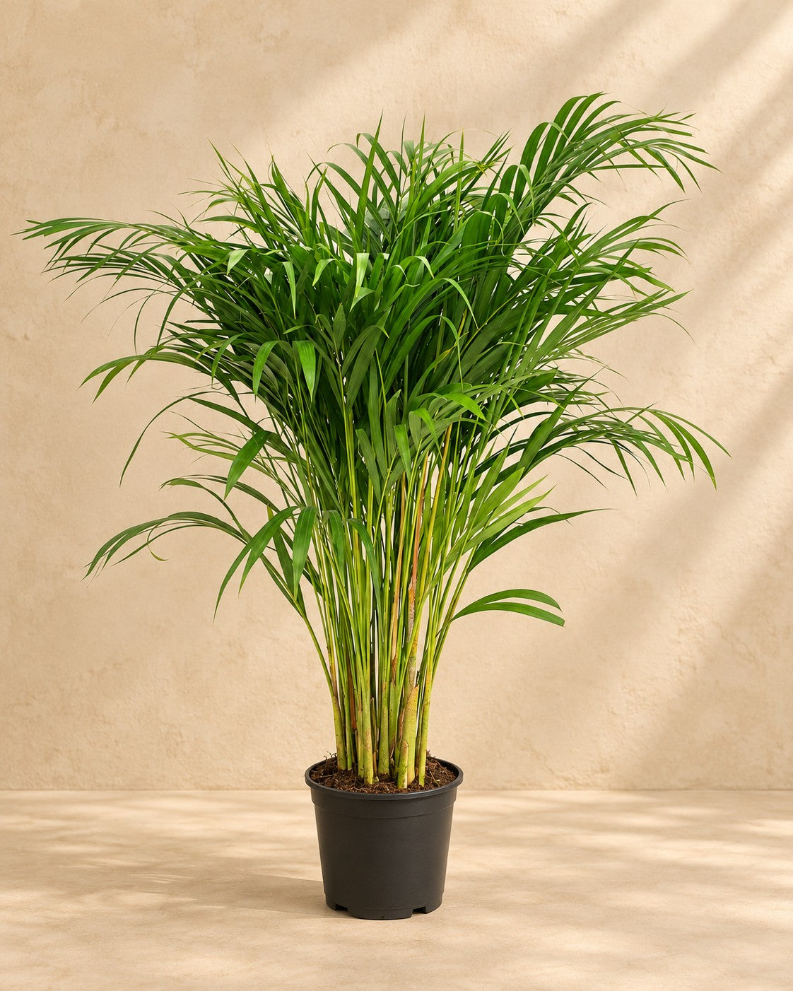 Goudpalm (Dypsis lutescens) van 120 cm hoog in kweekpot van 24 cm