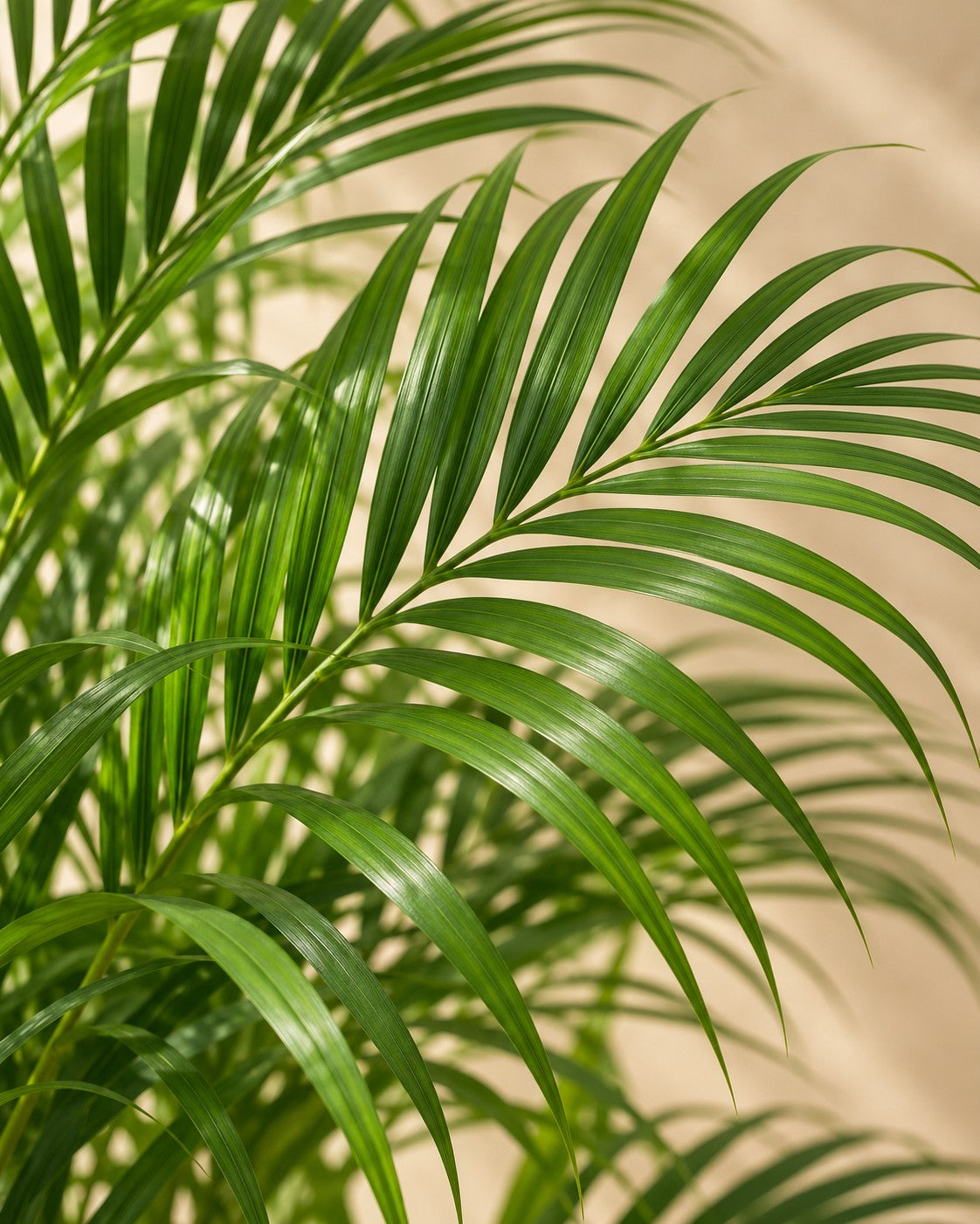 Close-up van het blad van de Goudpalm (Dypsis lutescens)