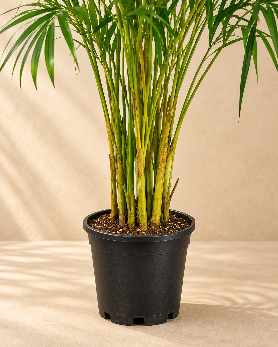 Parte inferior de Palmera areca (Dypsis lutescens) con su maceta de cultivo