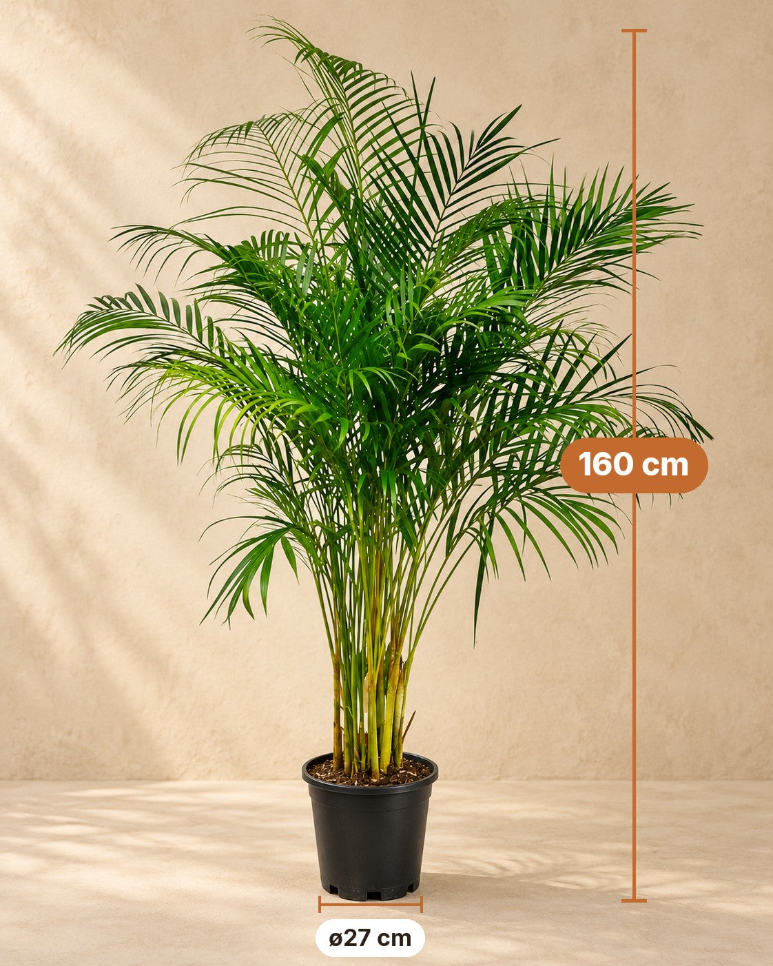 Medidas de Palmera areca: 160 cm de altura, maceta ø27 cm