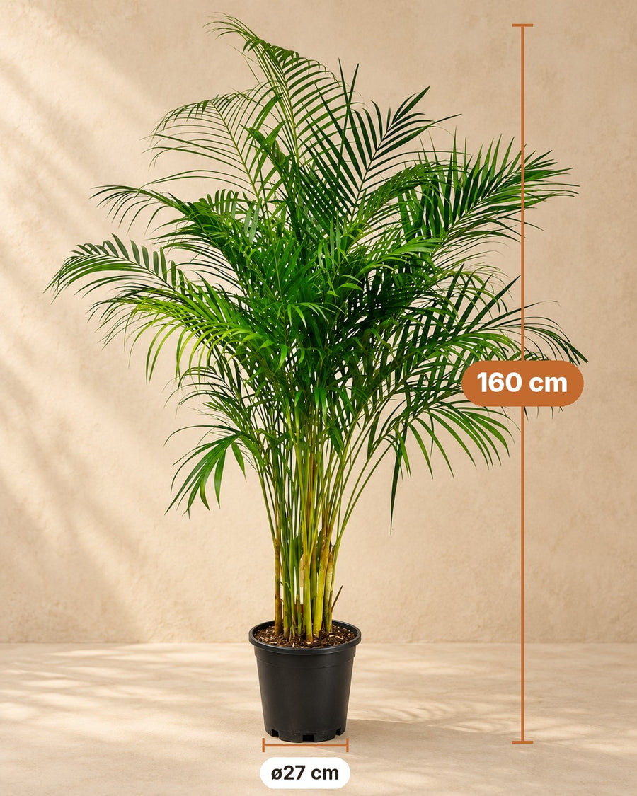 Palmera areca (Dypsis lutescens) 160 cm de altura, maceta ø27 cm