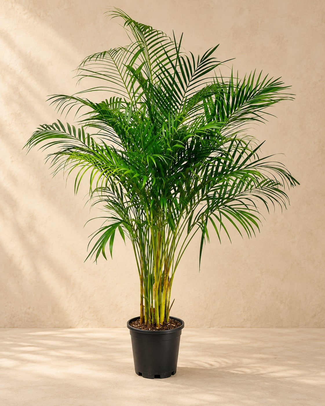 Goudpalm (Dypsis lutescens) van 160 cm hoog in kweekpot van 27 cm