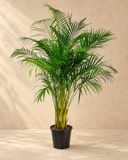 Palmera areca (Dypsis lutescens), 160 cm de altura en maceta de cultivo de 27 cm