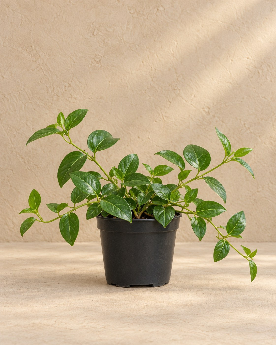 Vinca mayor en maceta de cultivo