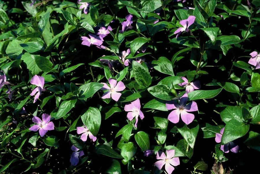 Vinca mayor en el jardín